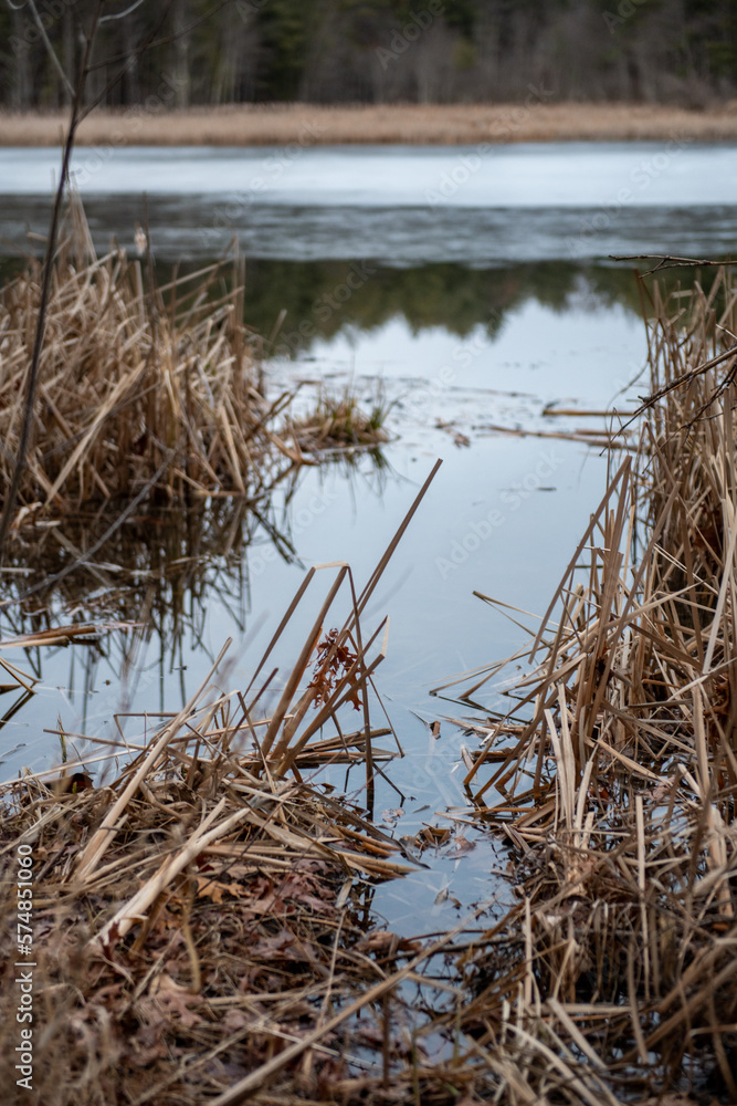 Fototapeta premium beaver dam in the lake on a cloudy day