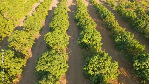 Mango tree orchard with daylight irrigation system as seen from drone. Warm climate. photo