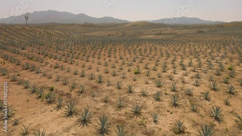 An agave field in Oaxaca for mezcal, Mexico. photo