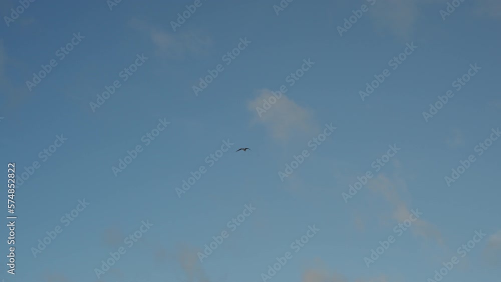 Seagull flying through the sky with few clouds. Seagull flying through the sky with few clouds.