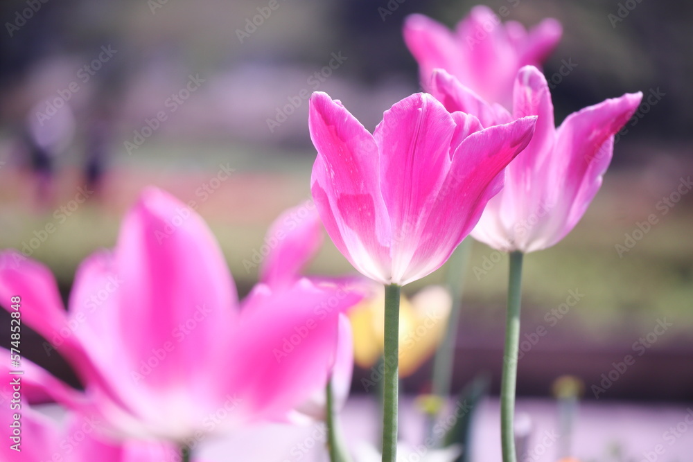 ピンクの可愛いチューリップの花