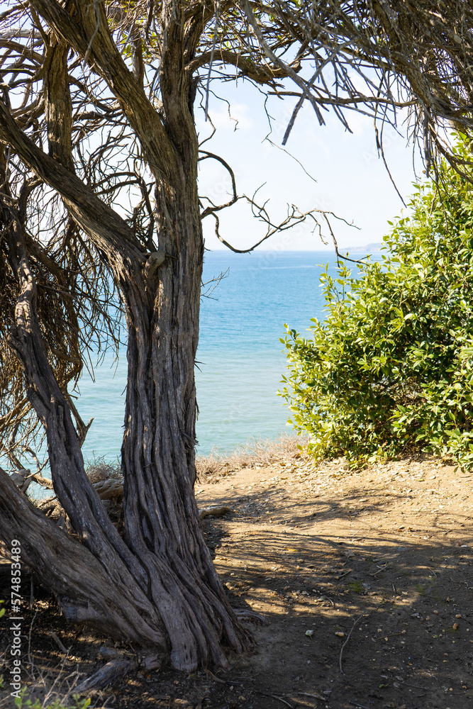 Point Fermin Park trees, and landscaping on the coastal cliff of San Pedro. Point Fermin Park trees, and landscaping on the coastal cliff of San Pedro.