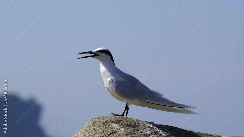 Forster's tern bird on the rock Forster's tern bird on the rock
