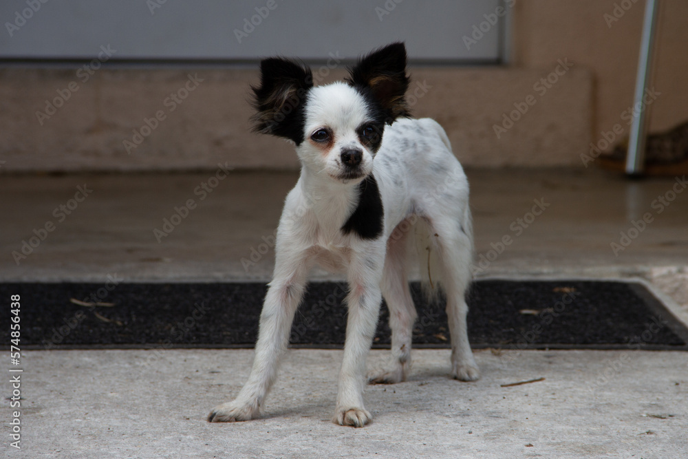 Small black and white terrier type dog standing on cement with ears perked and staring ahead