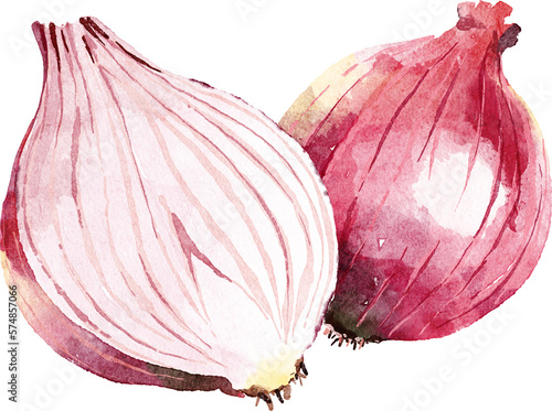 Bild auf Leinwand Shallots hand drawn watercolor painting isolated on white background