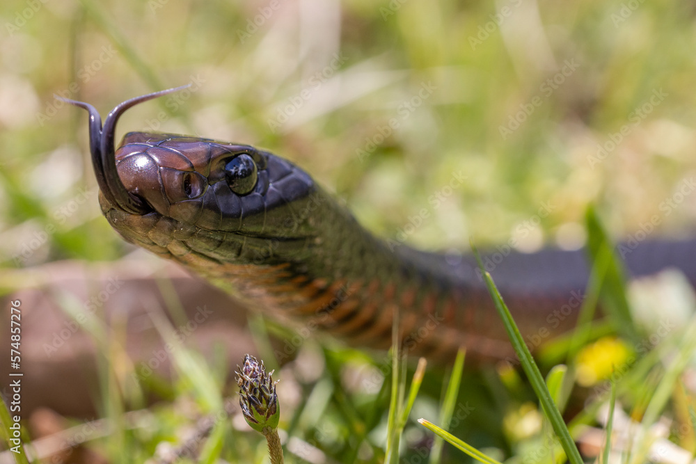 Fototapeta premium Highly venomous Red-bellied Black Snake flickering it's tongue