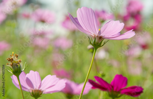 Sweet pink cosmos flowers  Blooming outdoors  afternoon  sunny  in the botanical garden. copy space