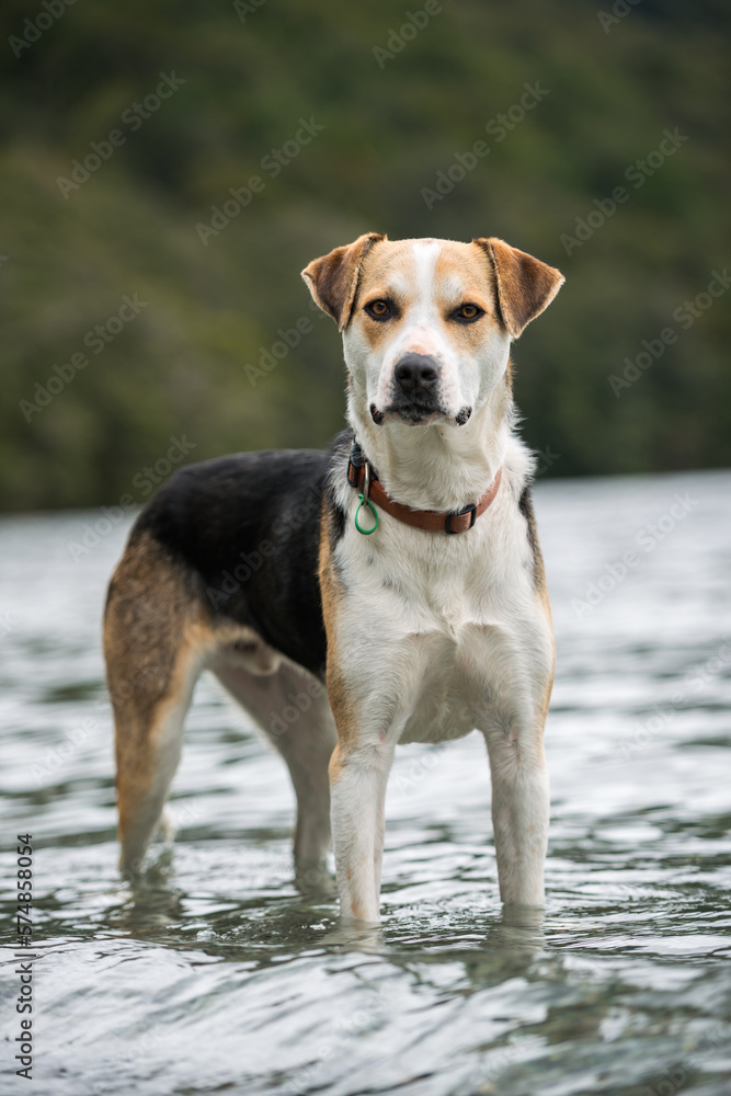 New Zealand Huntaway portrait
New Zealand Huntaway portrait
