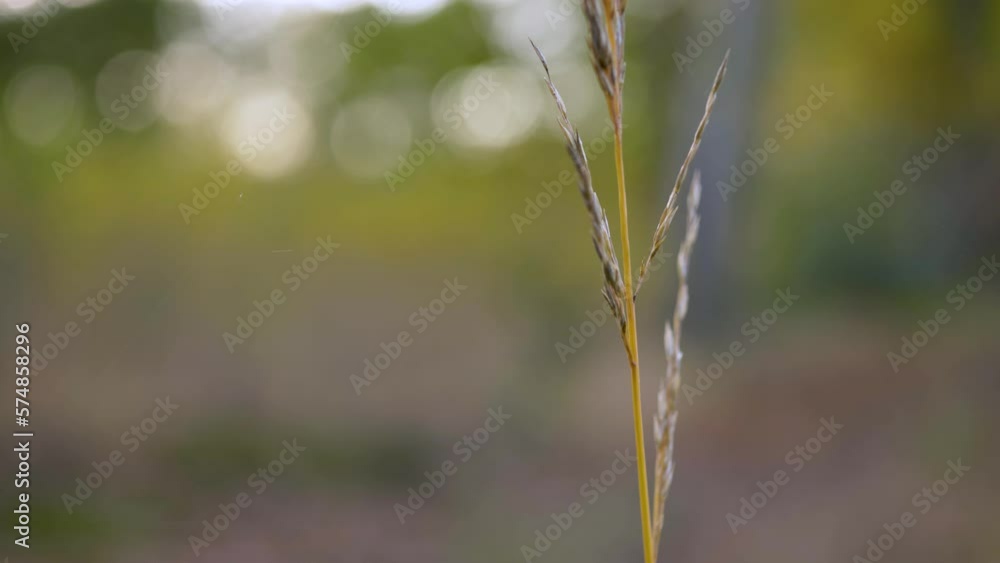 Close-up, static shot of autumn grass stem on blurred background with bokeh Close-up, static shot of autumn grass stem on blurred background with bokeh
