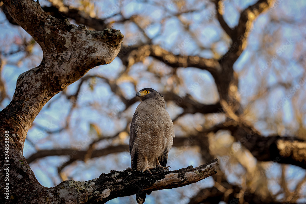 hawk in tree hawk in tree