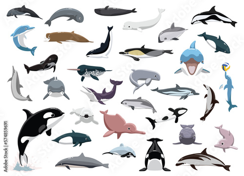 Animal Sea Mammals Dolphin Orca Beluga Porpoise Characters Cartoon Vector