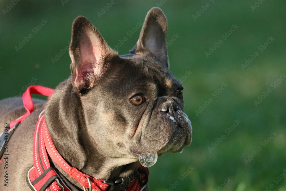 French bulldog with drool