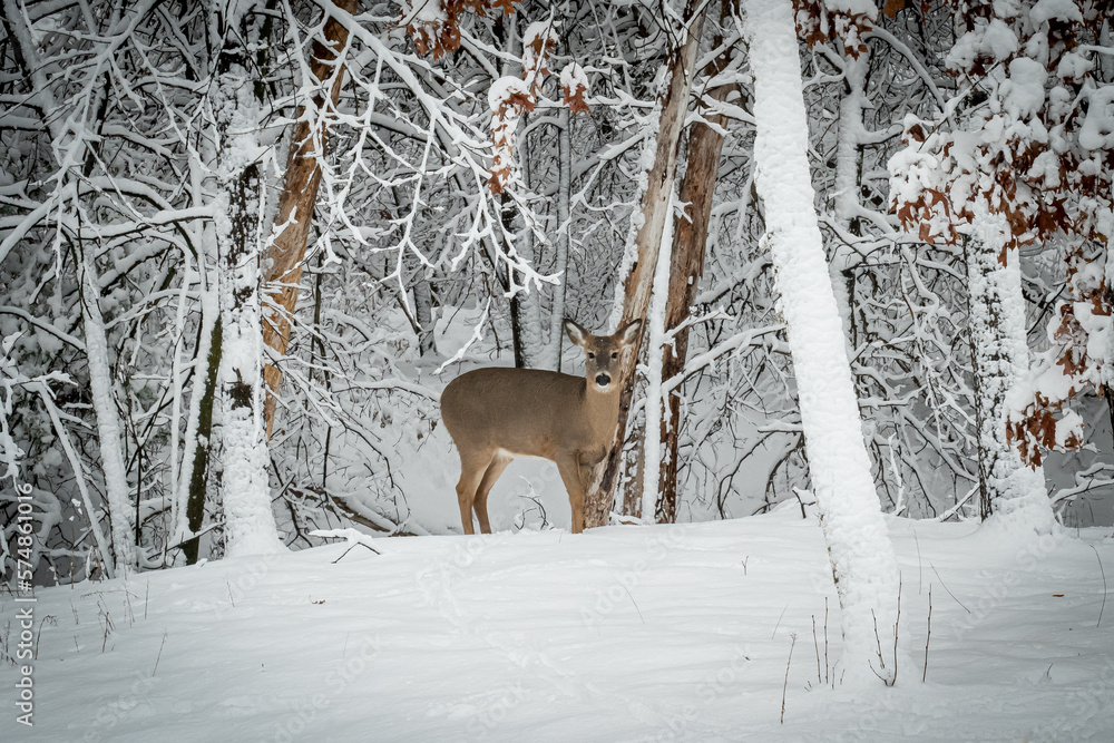 White tailed deer doe stands in snow in the forest after a Minnesota winter storm, near snow covered trees.