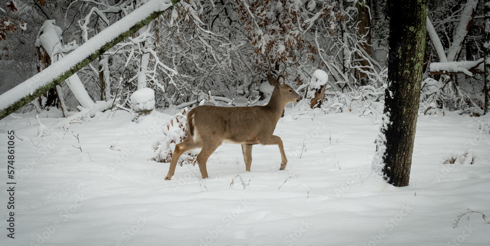White tailed deer doe walks in a forest in winter in Minnesota, near snow covered trees branches. White tailed deer doe walks in a forest in winter in Minnesota, near snow covered trees branches.