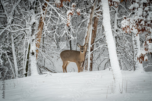 Obraz na płótnie White tailed deer doe stands in snow in the forest after a Minnesota winter storm, near snow covered trees. w salonie