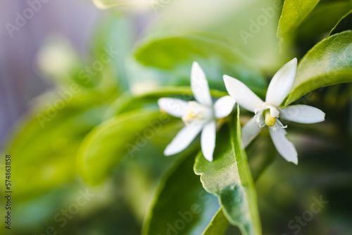 Photo tahitian lime plant with white flowers, close-up shot at shallow depth of field