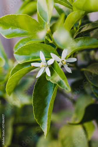 Canvas Print tahitian lime plant with white flowers, close-up shot at shallow depth of field