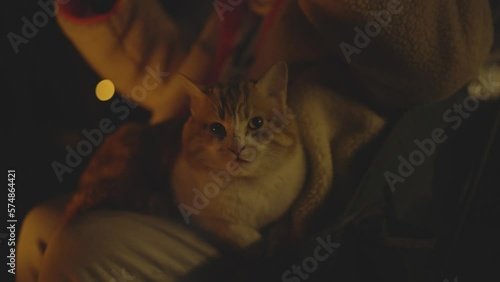 Camp with animals, pet, cats