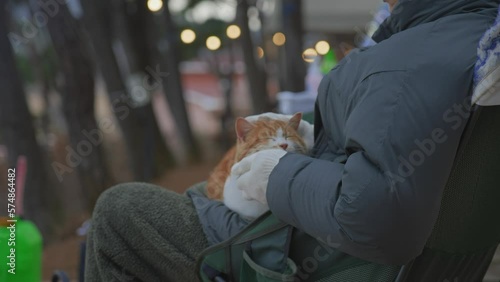 Camp with animals, pet, cats