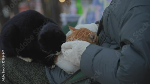 Camp with animals, pet, cats