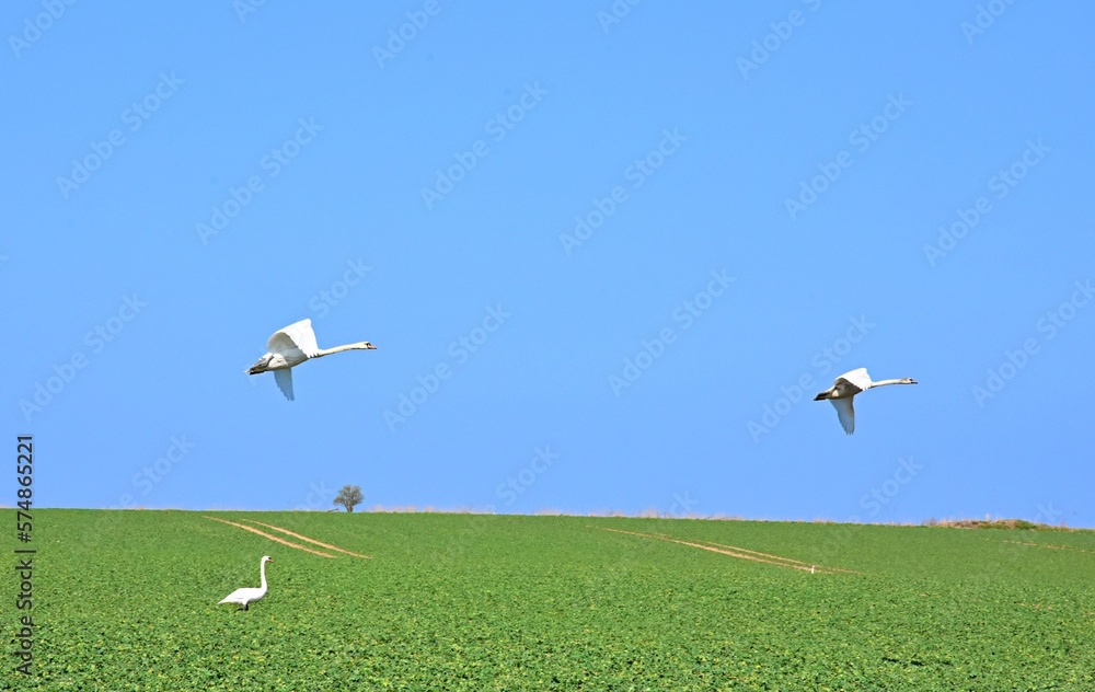 Fototapeta premium a flock of swans take off over the green fields