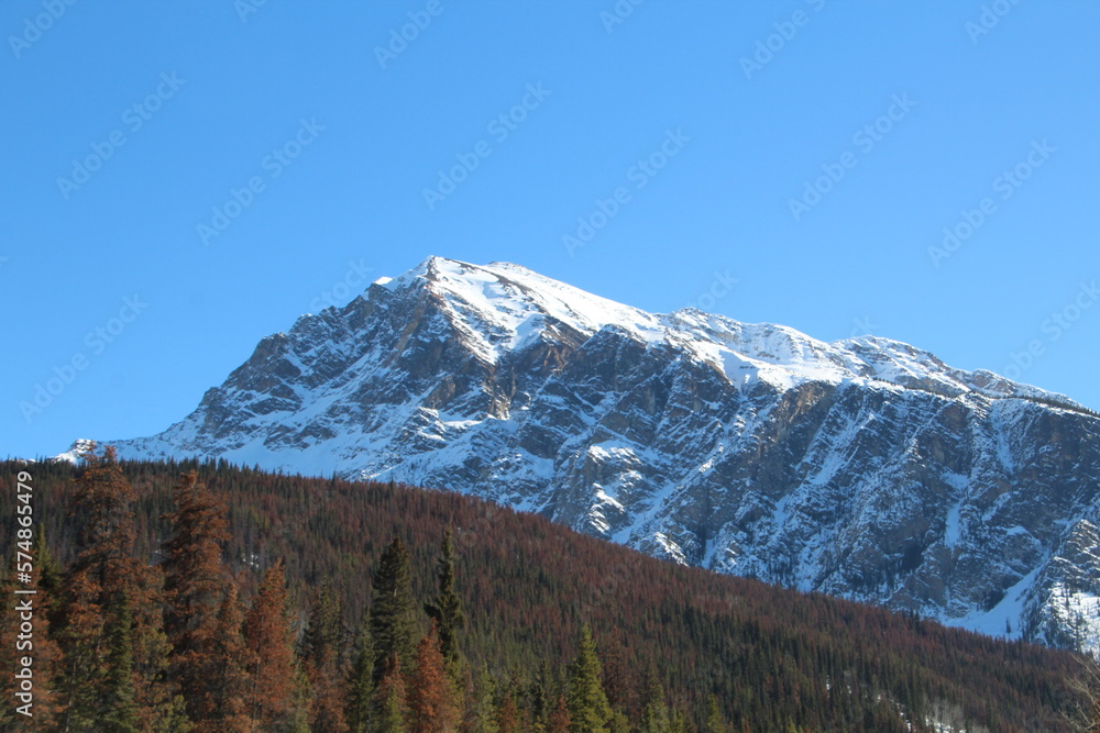Fototapeta premium Snowy Ridge, Jasper National Park, Alberta