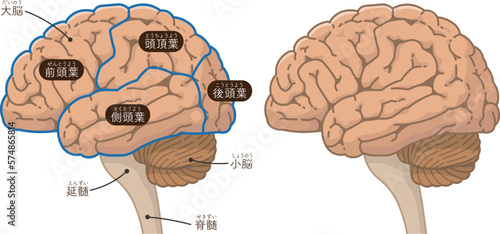 脳、大脳、小脳のイラスト