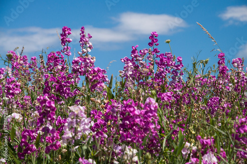 Wild pea flowers with beautiful colors