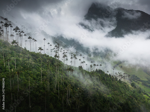 Cocora valley tall wax palm trees in salento quindio colombia green lush  mountains landscapes cloudy panorama 
