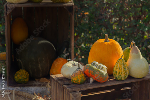 Autumn composition. Variety of pumpkins. Copy space. Halloween and Thanksgiving 