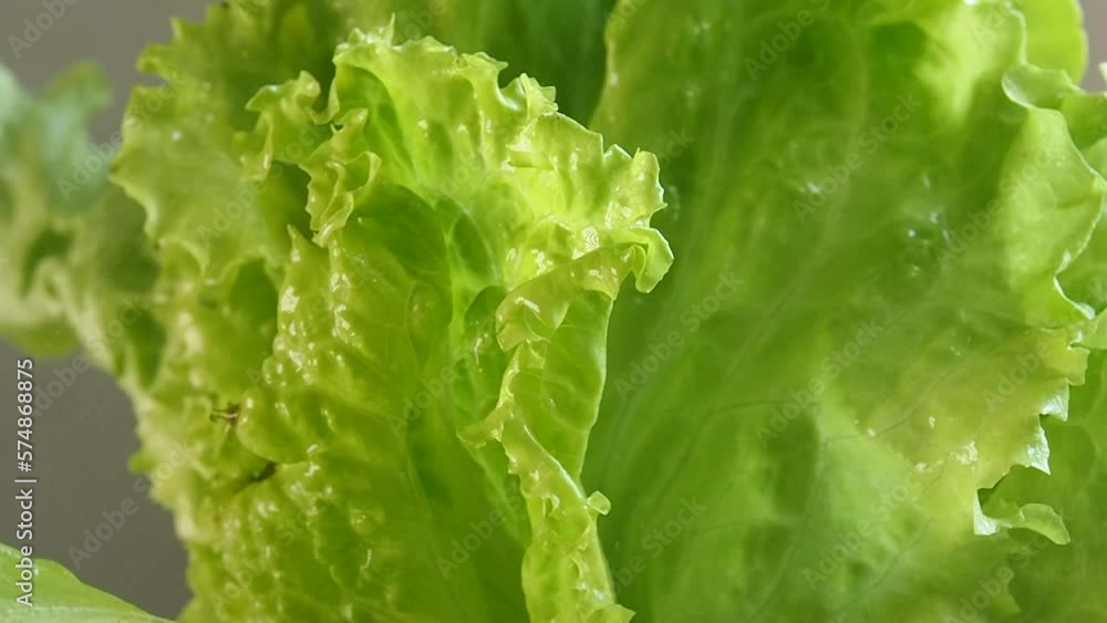 Green fresh lettuce leaves under water drops. The concept of healthy eating and diet. Green fresh lettuce leaves under water drops. The concept of healthy eating and diet.