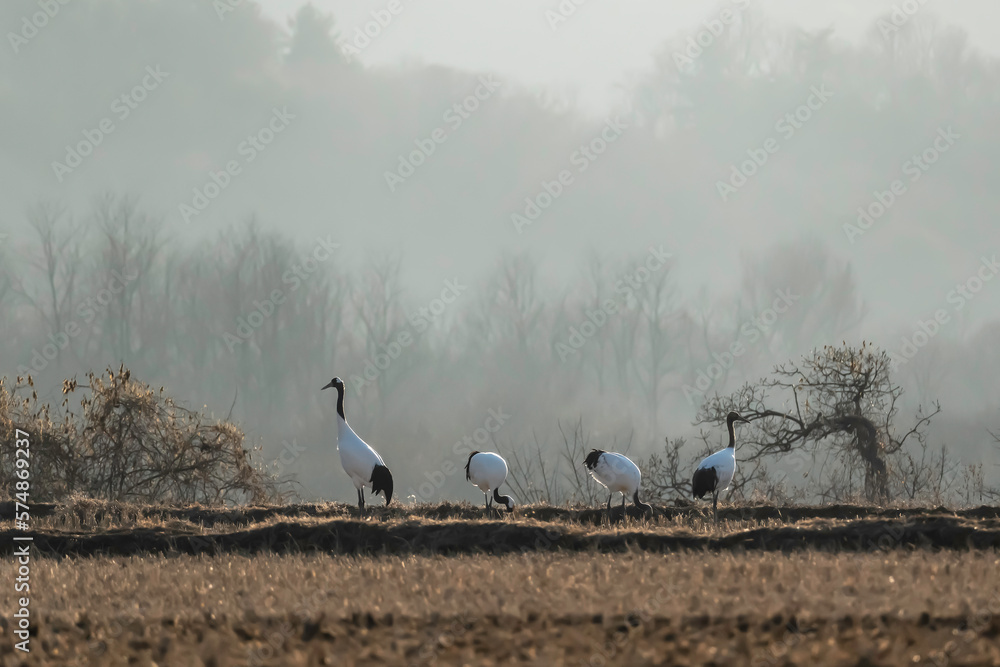 Obraz premium 두루미