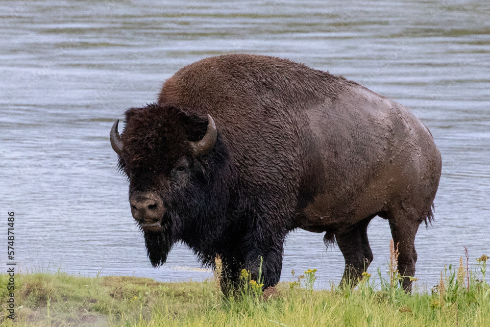 Bison Buffalo bull next to Yellowstone River in Hayden Valley in Yellowstone National Park United States