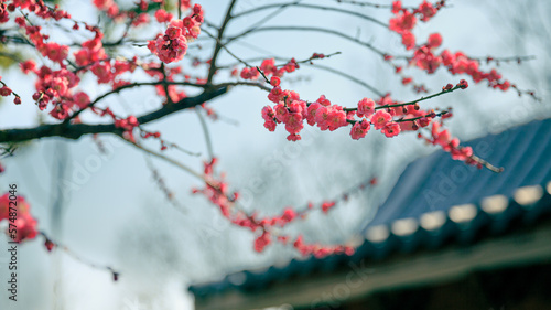 Wallpaper Mural plum blossom Torontodigital.ca