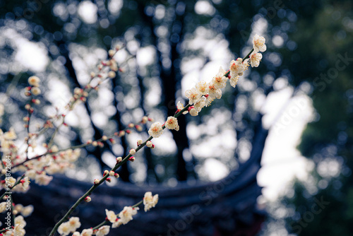 Wallpaper Mural plum blossom Torontodigital.ca