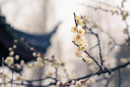 Wallpaper Mural plum blossom Torontodigital.ca