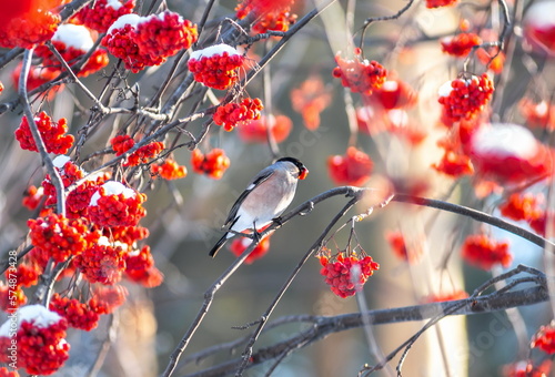  Bullfinch, cardinal, Robin sits on a rowan branch photo