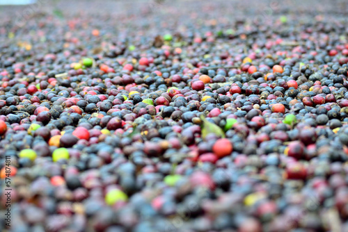 beautiful Coffee colorful grains close up 