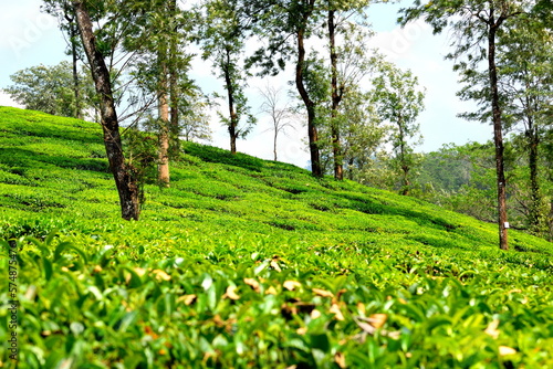 Beautiful Tea estate location with green
