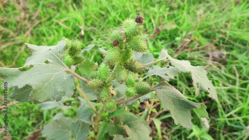 Rough cocklebur. Seeds are medicinal And there are cuts. Swings in the wind. Rough cocklebur. Seeds are medicinal And there are cuts. Swings in the wind.
