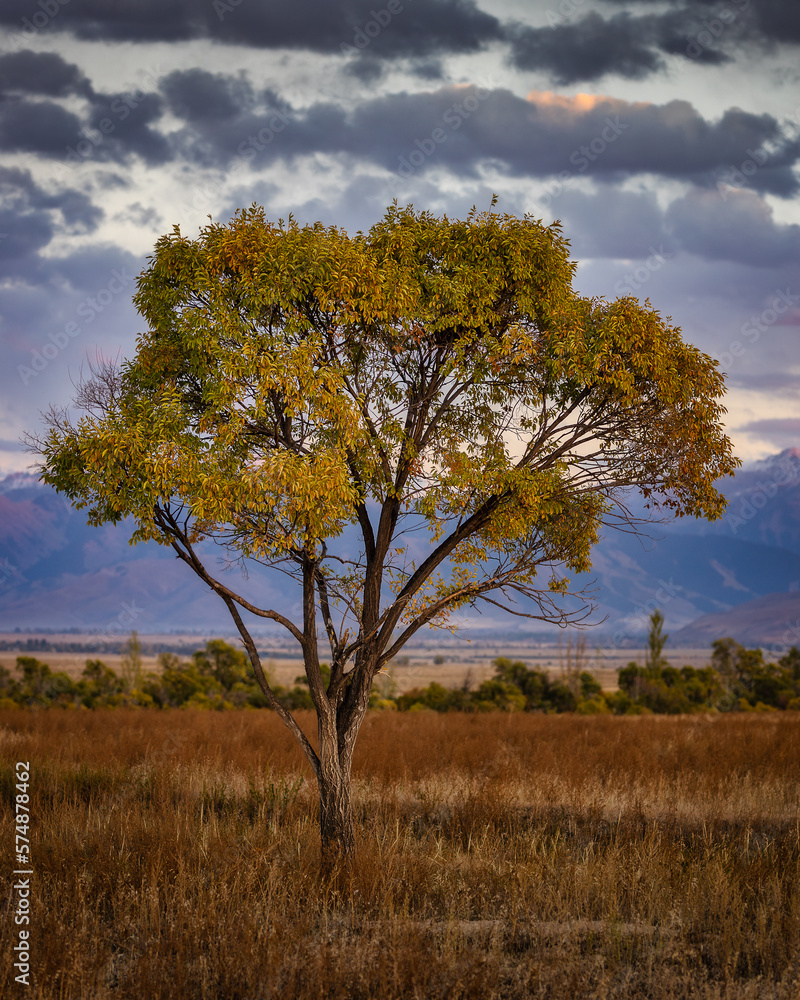 Lonely tree view and colorful sunset in Kyrgyzstan with beautiful nature around Lonely tree view and colorful sunset in Kyrgyzstan with beautiful nature around