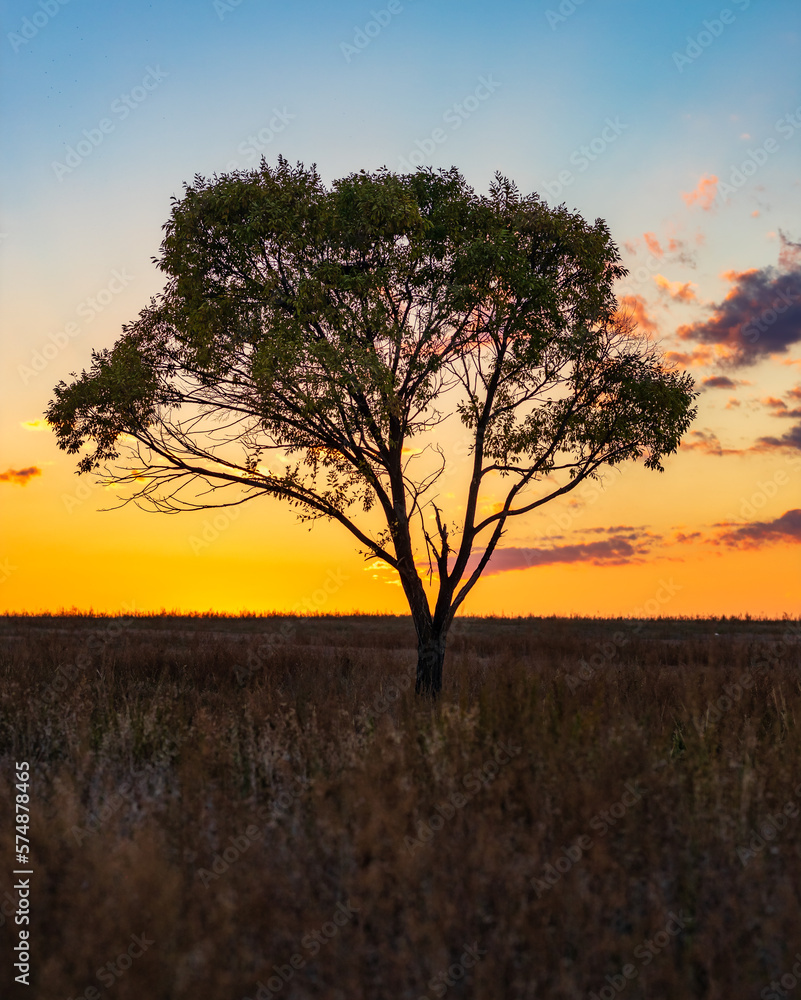 Fototapeta premium Lonely tree view and colorful sunset in Kyrgyzstan with beautiful nature around