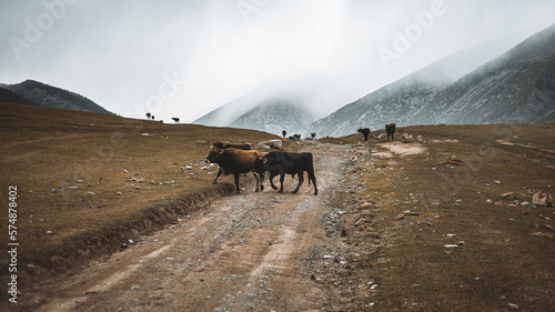 Cows and yaks herd grazing in the mountains of Kyrgyzstan on a cloudy rainy day
