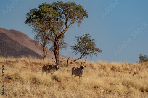 Namibian desert with oryx in the foreground and sand dunes in the background Namibia © vaclav