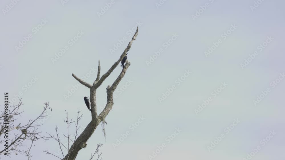 Woodpeckers in Santa Barbara County CA Woodpeckers in Santa Barbara County CA