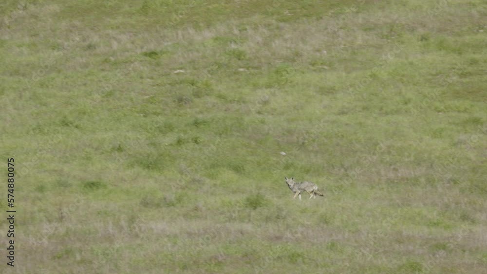 Coyote in Los Olivos California February 2023 Coyote in Los Olivos California February 2023