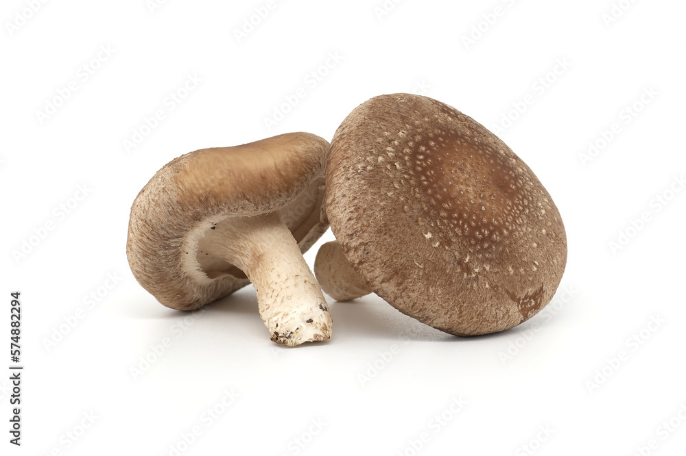 Shiitake mushrooms isolated on white background Shiitake mushrooms isolated on white background