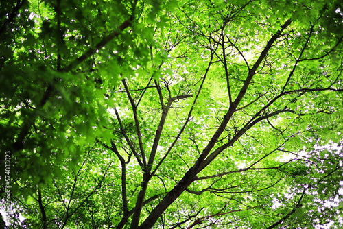 森林の中の美しい緑