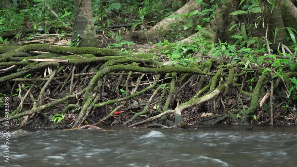 Moss covered tree roots in tropical rainforest beside freshwater stream Moss covered tree roots in tropical rainforest beside freshwater stream