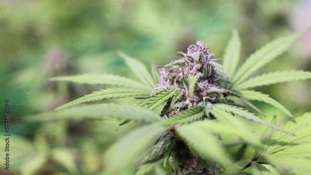 Slow motion of biological and ecological hemp plants in a greenhouse.pharmaceptical industry, Concept of herbal alternative medicine, CBD hemp oil. Slow motion of biological and ecological hemp plants in a greenhouse.pharmaceptical industry, Concept of herbal alternative medicine, CBD hemp oil.